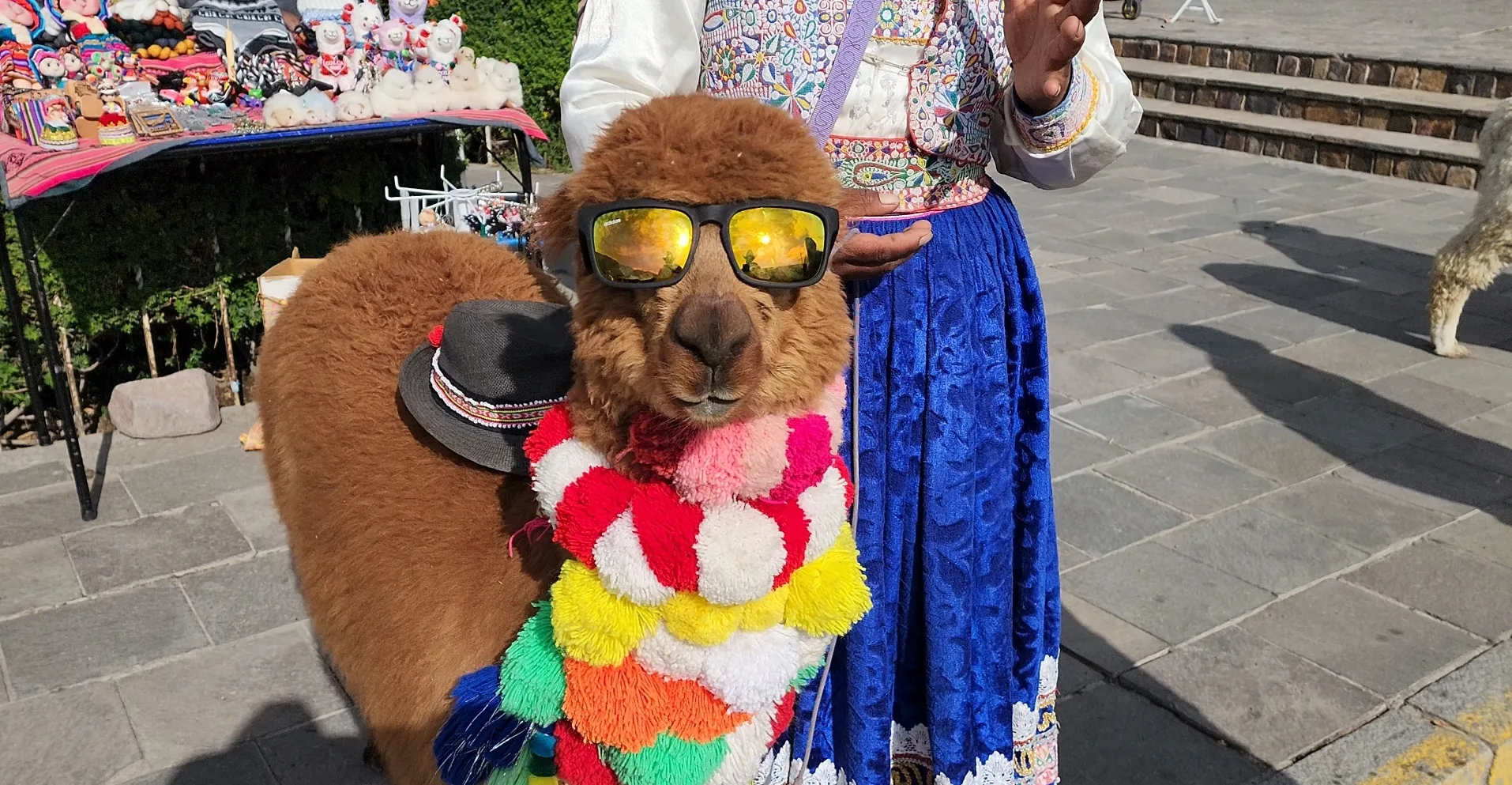 Альпака в солнцезащитных очках у уличного торговца